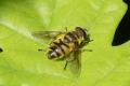 Hoverflies: Myathropa florea